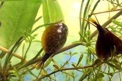 Lepidurus apus