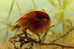 Lepidurus apus
