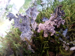 Lobaria hallii