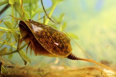 Lepidurus apus