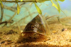 Lepidurus apus