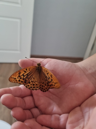 Silver-washed Fritillary