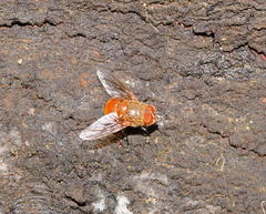 Calliphora ochracea