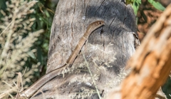 Psammophis brevirostris