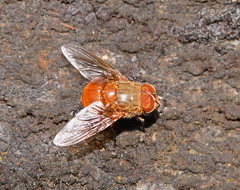 Calliphora ochracea