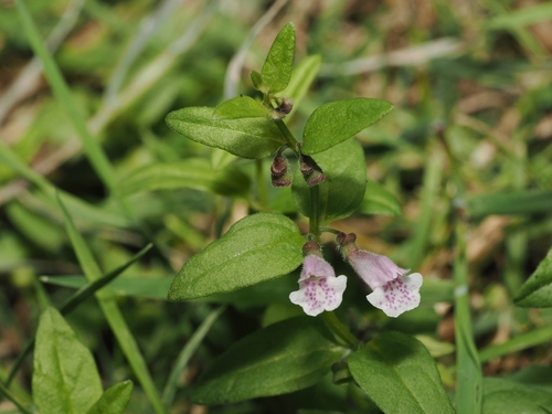 Scutellaria minor, photograph 2