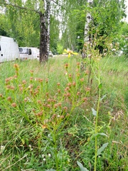 Senecio doria, photograph author not stated, no rights reserved