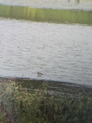 Little Stint