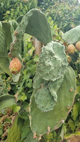 Indian fig opuntia