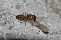 Camponotus conspicuus