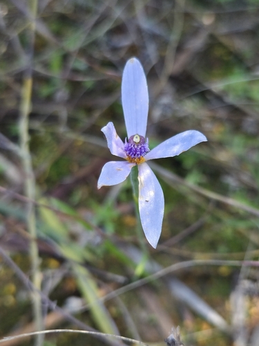 Blue Fairy Orchid