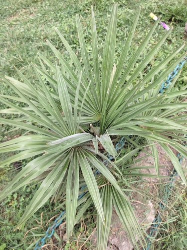 Chusan Palm