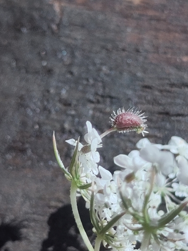 Kiefferia pericarpiicola