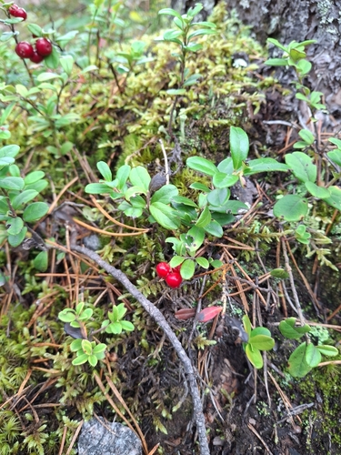 Lingonberry