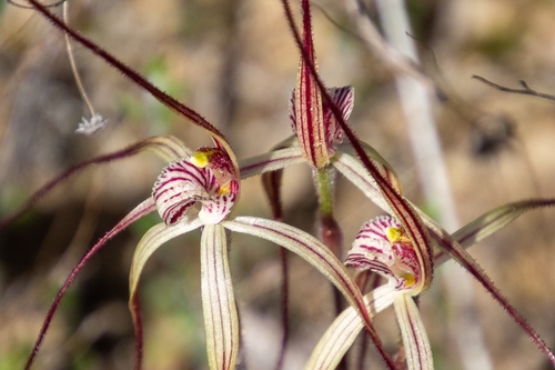 Chameleon Spider Orchid