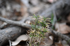 Lomandra obliqua, photograph (c) Bryce Watts-Parker, some rights reserved (CC BY)