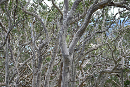 Corymbia maculata, photograph 1
