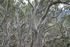 Corymbia maculata, photograph (c) Bryce Watts-Parker, some rights reserved (CC BY)
