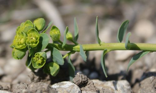 Euphorbia caesia