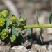 Euphorbia caesia - Photo (c) Norbert Sauberer, osa oikeuksista pidätetään (CC BY-NC), lähettänyt Norbert Sauberer