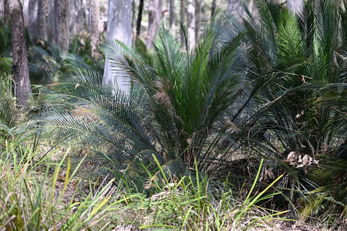 Macrozamia communis, photograph 4