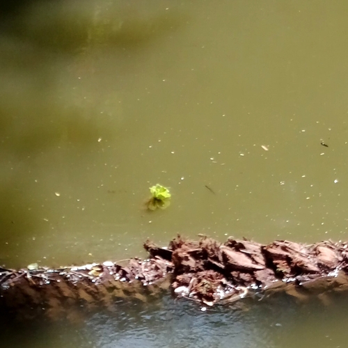 Water Lettuce
