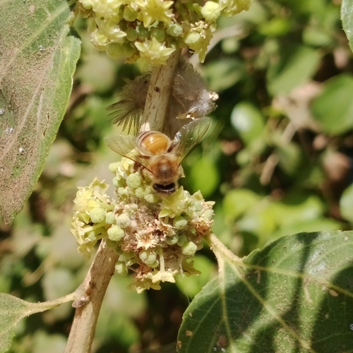 Western Honey Bee