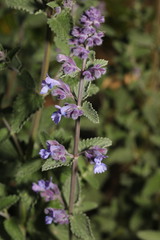 Nepeta × faassenii
