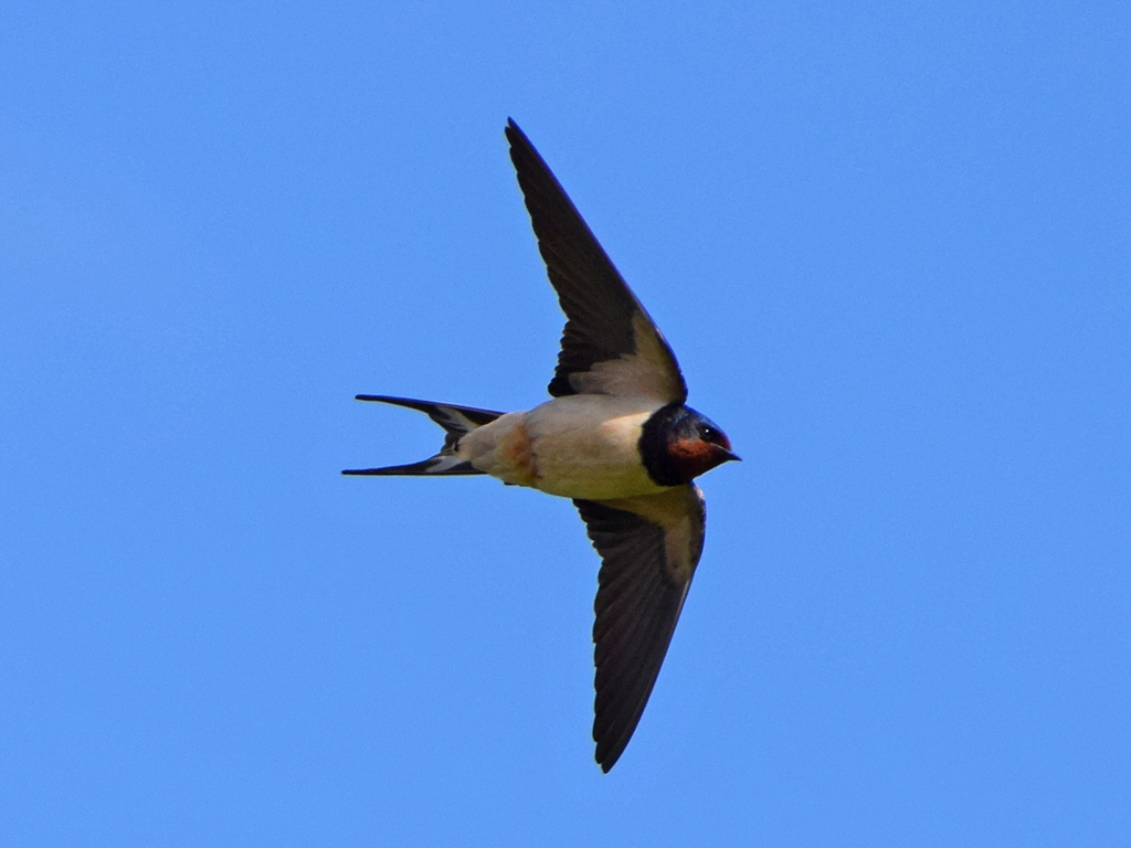 Barn Swallow from Salenstein, Schweiz on April 18, 2017 at 09:45 AM by ...