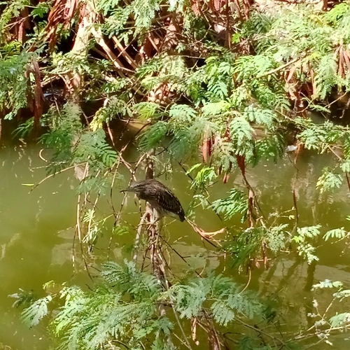 Black-crowned Night Heron