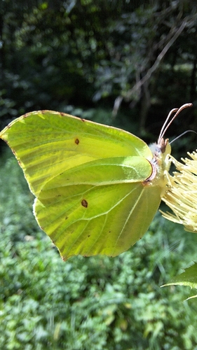 Common Brimstone