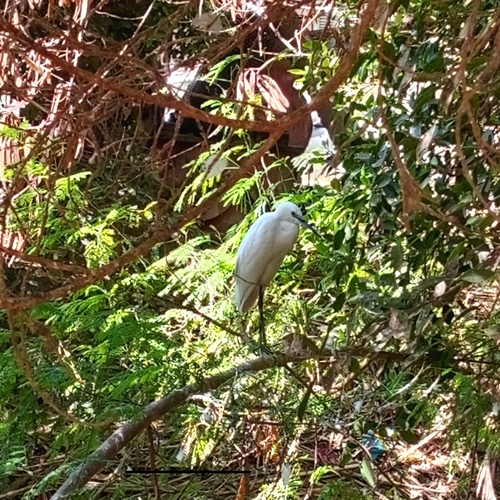Little Egret