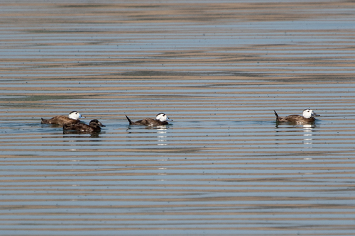 White-headed Duck