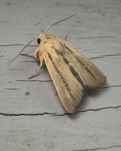 Dark-barred Wainscot
