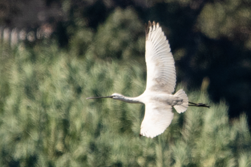 Eurasian Spoonbill
