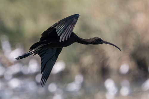 Glossy Ibis