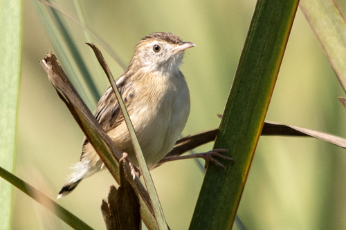 Zitting Cisticola