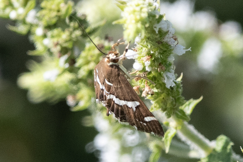Hawaiian Beet Webworm Moth
