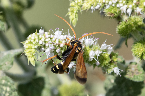 Parabatozonus lacerticida