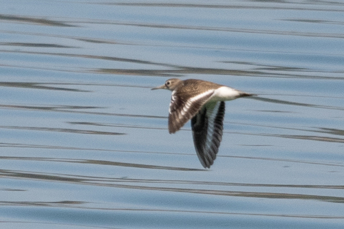 Common Sandpiper