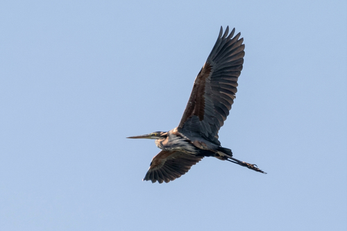 Purple Heron