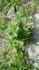 Artemisia sieversiana, photograph (c) ivansemenkov, some rights reserved (CC BY)