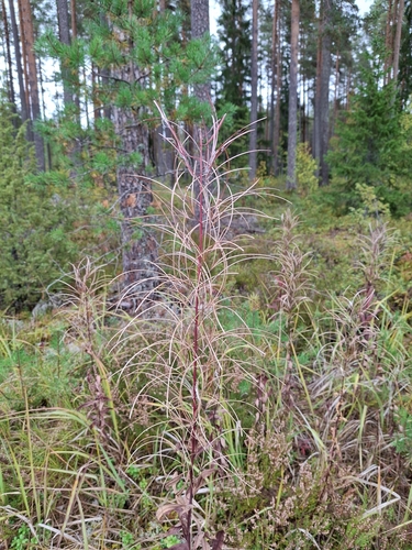 fireweed