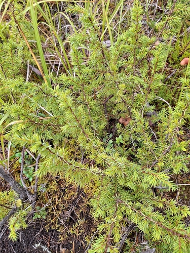 common juniper