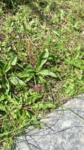 Plantago depressa, photograph 4
