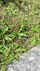 Plantago depressa, photograph (c) ivansemenkov, some rights reserved (CC BY)