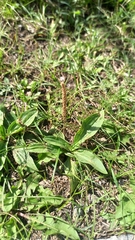 Plantago depressa, photograph (c) ivansemenkov, some rights reserved (CC BY)