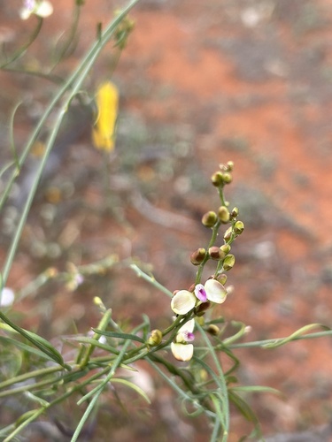 Comesperma integerrimum