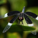 Pied Paddy Skimmer - Photo (c) Bähram Alagheband, some rights reserved (CC BY-NC-SA), uploaded by Bähram Alagheband