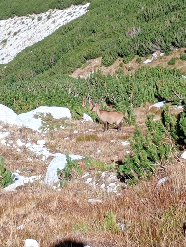 Apennine Chamois